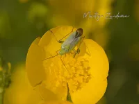Blindwantsen [Miridae]